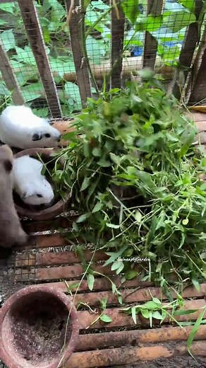 Feeding Time for Guinea Pigs: Tips and Tricks