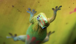 The key to geckos’ unrivalled climbing skills isn’t sticky feet. It’s subatomic | Aeon Videos