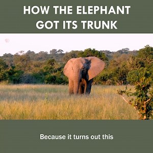 126K views · 3.2K reactions | How The Elephant Got Its Trunk | Eons • PBS | Facebook