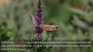 What’s the UK’s most common butterfly?