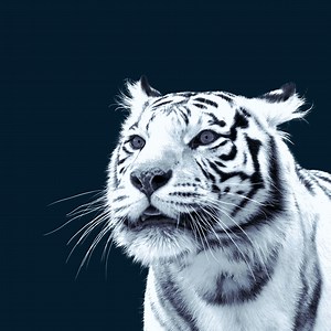 The trailblazing consumers in Asia propelling growth