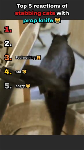 Top 5 reactions of stabbing cats with prop knife 😹