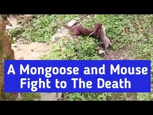 🐀☠️🐁😱 || A Mongoose and Mouse Hunting To The Finally Death || Weasel Vs Rat | Weasel Attack Rat☠️🐁😱