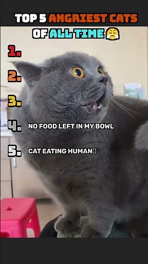 Ranking the Most Angry Cats on the Internet