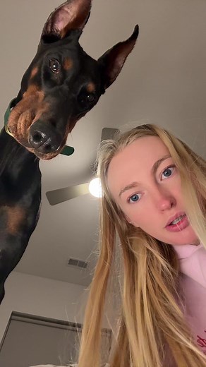 Mavs fed up too. He’s perfect just the way he is😭 I don’t hate doodles btw but if we wanna talk about ethics.. #doberman #doodle #DogParents