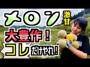 【保存版】メロン大量収穫の栽培方法！剪定・摘心作業まで完全解説！この動画だけで全てがわかる！必勝法完全版!!父と娘の田舎で農業