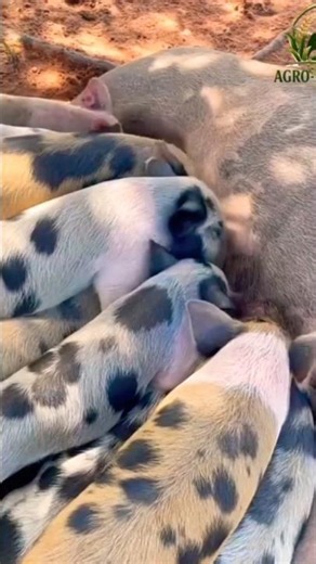 The secret of pigs species breeds reviews. #agro #pig