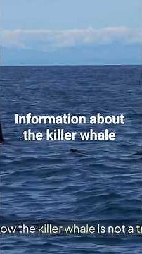 The Killer Whale 🐋 | The Ocean’s Smartest and Most Powerful Predator!"