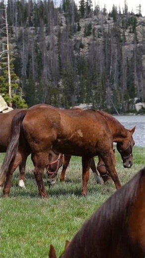 You Won't Believe What This Horse Did 🐴😱
