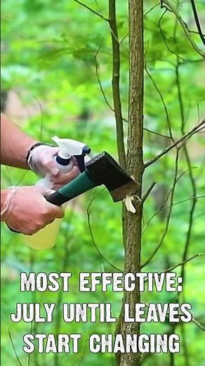 Hack and Squirt is a great way to improve your timber stand