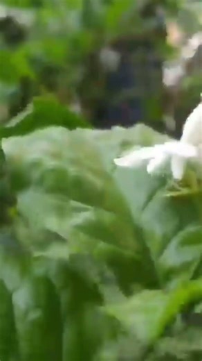 മുല്ല നട്ട CompostNGrowPotൽ കുപ്പിയിൽകരിയില,പുല്ല്,അടുക്കളവേസ്റ്റ്ഇടുന്നത്അഴുകുന്നത്ചെടിക്ക്ലഭിക്കും