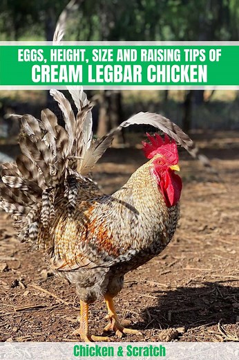 Cream Legbar: Eggs, Height, Size and Raising Tips