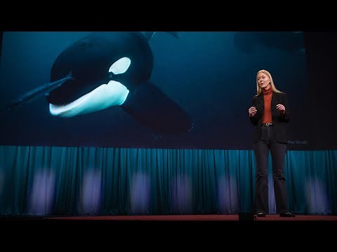 Could an Orca Give a TED Talk? | Karen Bakker | TED