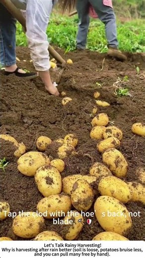 Digging Potatoes After Rain – Easier on the Back and the Tubers 🥔☔