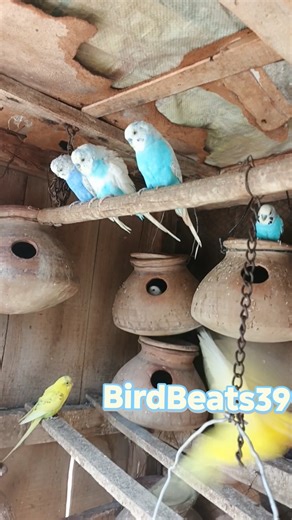 Amazing Budgies Cage 🐦 | Colorful Parakeet Moments #shorts #budgies #lovebirds