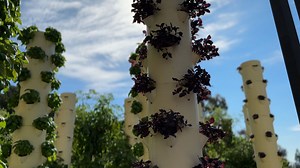 For the 7th year in a row, UCLA wins 'Best Campus Food'