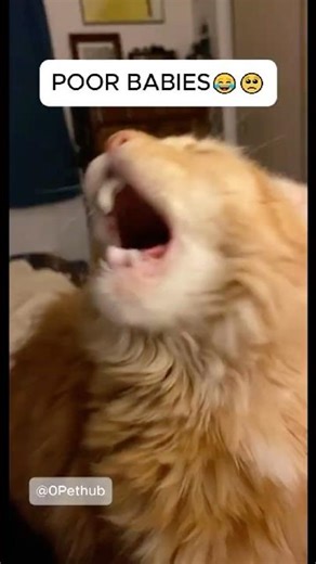 CATS GETTING BRAIN FREEZE😅🥺