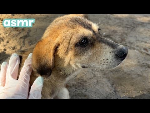 ASMR 🐶 Petting Puppies (Gentle Tapping)
