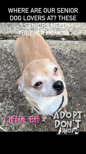 Senior DogsDFW Network DFW Pets -- Rehoming, Rescue & Adoptions DFW Adoptable Shelter & Rescue Pets DFW Foster & Rescue Animals In Need of Furever Homes Highly Adoptable Shelter and Rescue Pets of Texas FIDUS Pet Concierge Texas Cats and Dogs: Adorable and AdoptableMaeleska FletesBrad Allen | DFW's FurGotten Friends