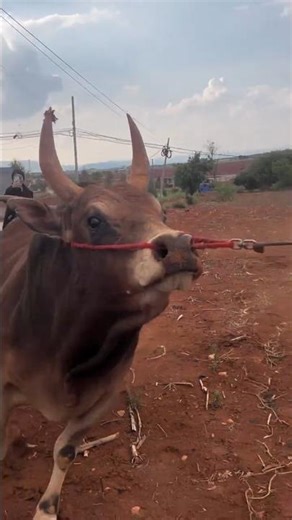 Taming the Beast: Farmer Faces a Furious Bull with Sharp Horns 👀