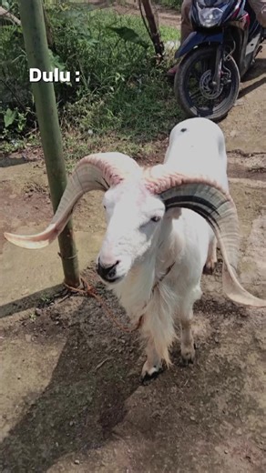 Exploring Dombagarut: A Hidden Gem in West Java