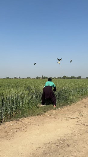 Wheat Hunting for Mongoose: A Wildlife Adventure