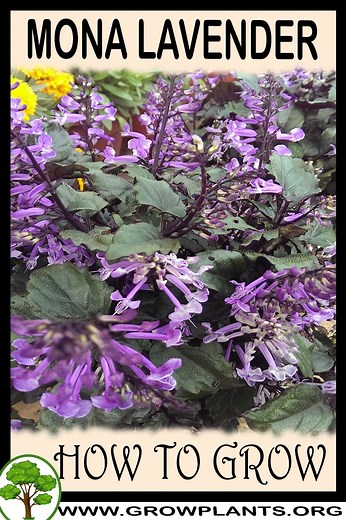 Mona lavender - How to grow & care