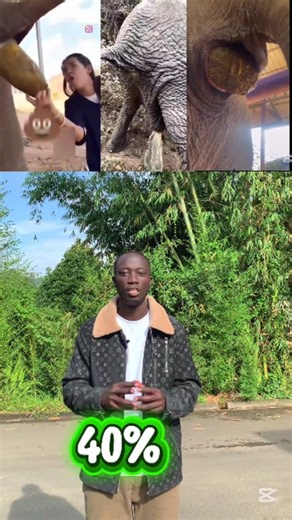 Did you know? Elephants eat up to 300 kg of plants a day, so their bodies produce massive waste. An adult elephant can poop 90–150 kg per day and urinate up to 200 liters daily. That’s why elephants play a huge role in shaping ecosystems and spreading nutrients. 🎥:@__habibi_p | Jean Pierre Ndagijimana