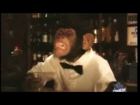 Monkey in a bar tells a hilarious penguin joke aka "Monkeyjoke.wmv"