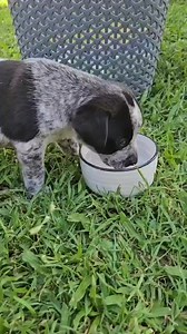 I....am one with the grass...... I am stealthy...like grass.... she can't see me ...because I am.....grass | DARE Inc