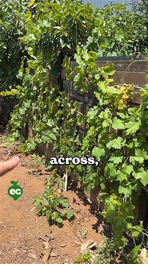 3.9K views · 53 reactions | Growing Grapes in Your Garden: Patience, Care, and the Payoff  | All About Gardening | Facebook