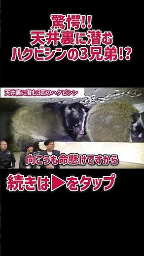 驚愕！天井裏に潜むハクビシンの3兄弟 #駆除ザウルス