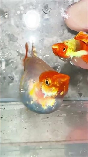 Red Head Molly Fish Beauty in Motion 🐟✨ #Shorts #aquarium #fish #aquascape