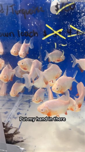 Piranhas Love Pets! #cuddlefish #aquariumkeeping #aquariumhobby