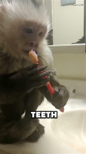 This Monkey Uses Tools Like Humans 😱🐒
