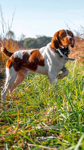 The Brittany. Apache from Smith Kennels. #gundognation #gundognationpodcast #brittanyspaniel #brittanyspanielsofinsta #hunting #gundog #kennethwitt #dog #dogphotography | Gundog Nation