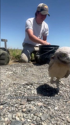 A burrow-dwelling owl that can fly and run!#AnimalFacts #Wildlife #Owl #BurrowingOwl