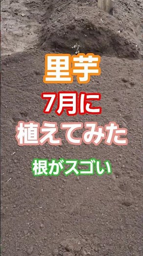 里芋7月に植えてみた！根がびっしり！ #家庭菜園 #里芋#サトイモ#さといも