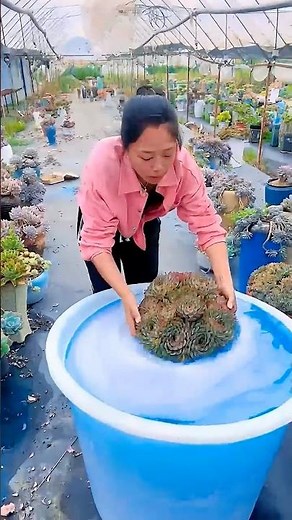 How to Water Succulents Properly (Step-by-Step) 💦