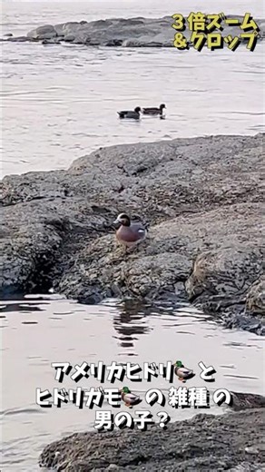 アメリカヒドリ🦆 と ヒドリガモ🦆の雑種？ ちょっと カラフルな 男の子♂ が 食べに来てくれています🌾🍞 #shorts
