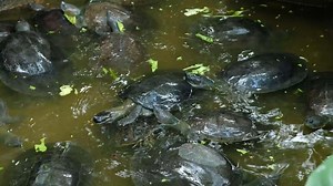 Download A black turtle floats on the surface of the water. for free