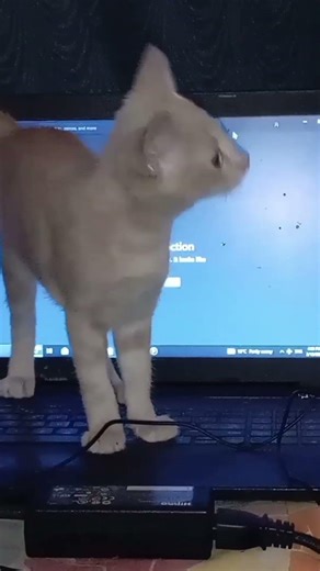 My first time using the laptop😺 🤣 ⌚ ❤️ #cat #kitten #cute #funny #catblogger #kittencuddles