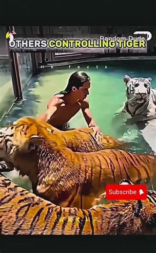 Tiger controlling #shorts #shortsfeed #shortvideo #funny #tiger