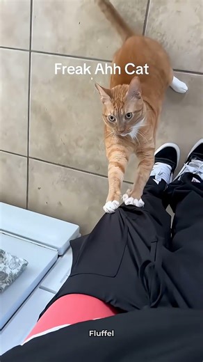 These Ginger Cats Are To Funny 🐈