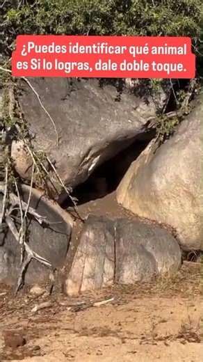 ¿Puedes decir qué animal ataca? #animales_salvajes #animales_salvajes #naturaleza #naturaleza #yt