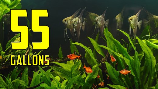 Your stocking options really start to open up with 55 gallons. Here are 5 fun tank themes to try! #AquariumCoop | Aquarium Co-Op