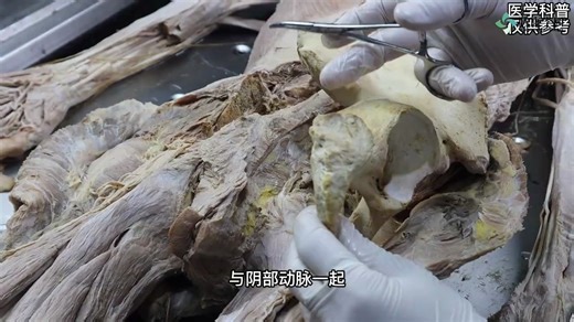 21. 阴部神经解剖与临床