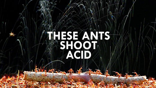 These Invertebrates Shoot Acid