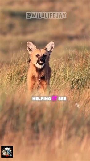 The Wolf That Looks Like a Fox on Stilts