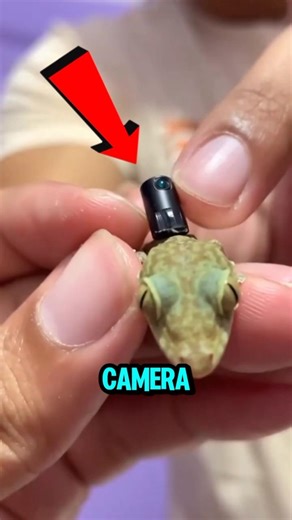 He Put a Camera on a Lizard… What It Captured Is Shocking 😱